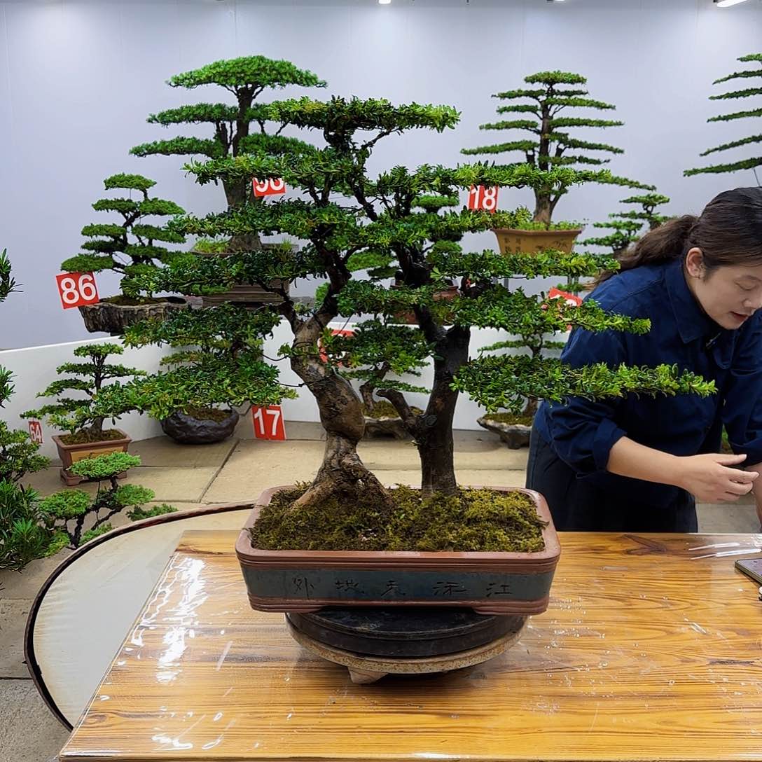 无花朵盆景直播间一物一拍