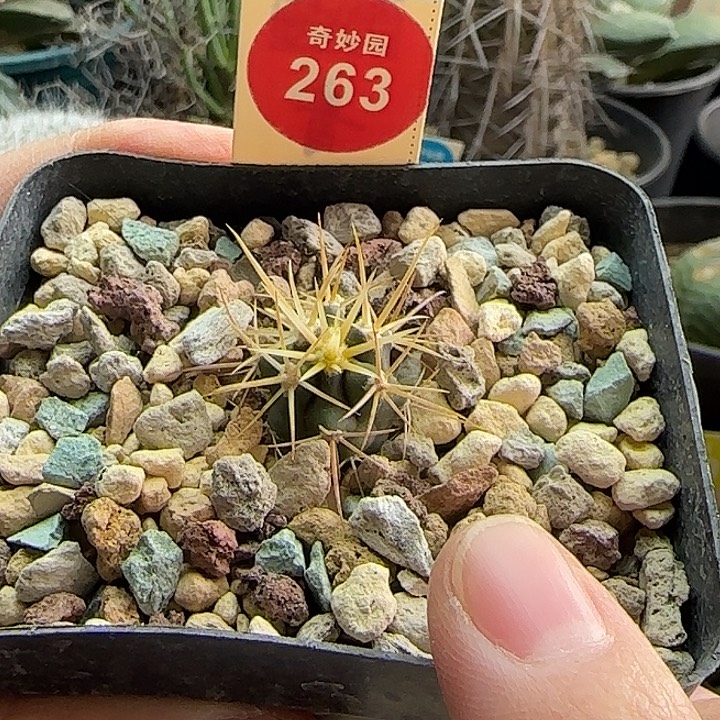 实生狂刺金刺金冠龙一颗