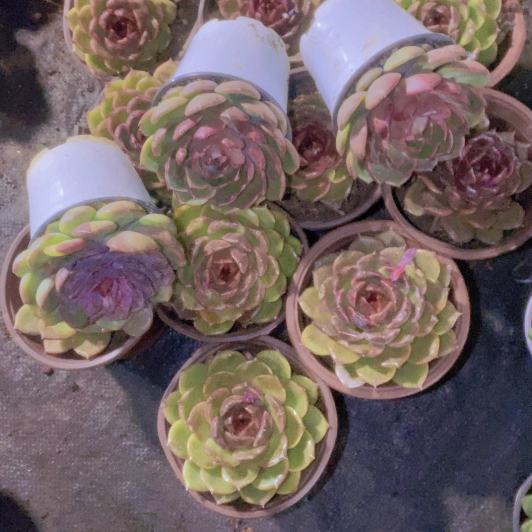 开***，箱拍一单包邮一物一拍