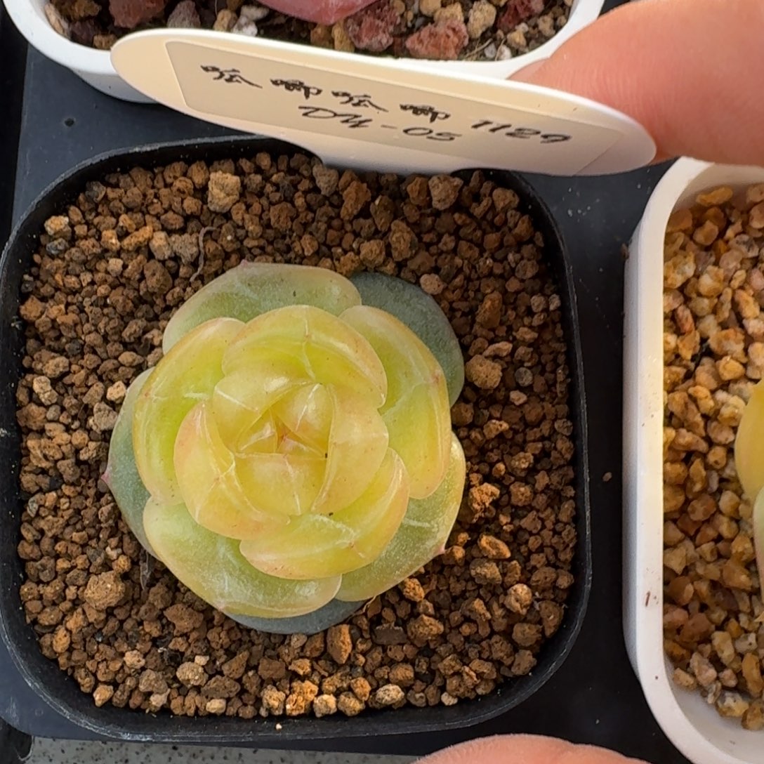 1129-5-图图单头一颗