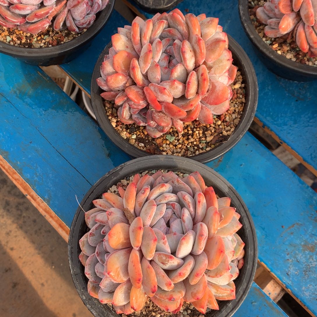 石榴籽星影00000。   2颗