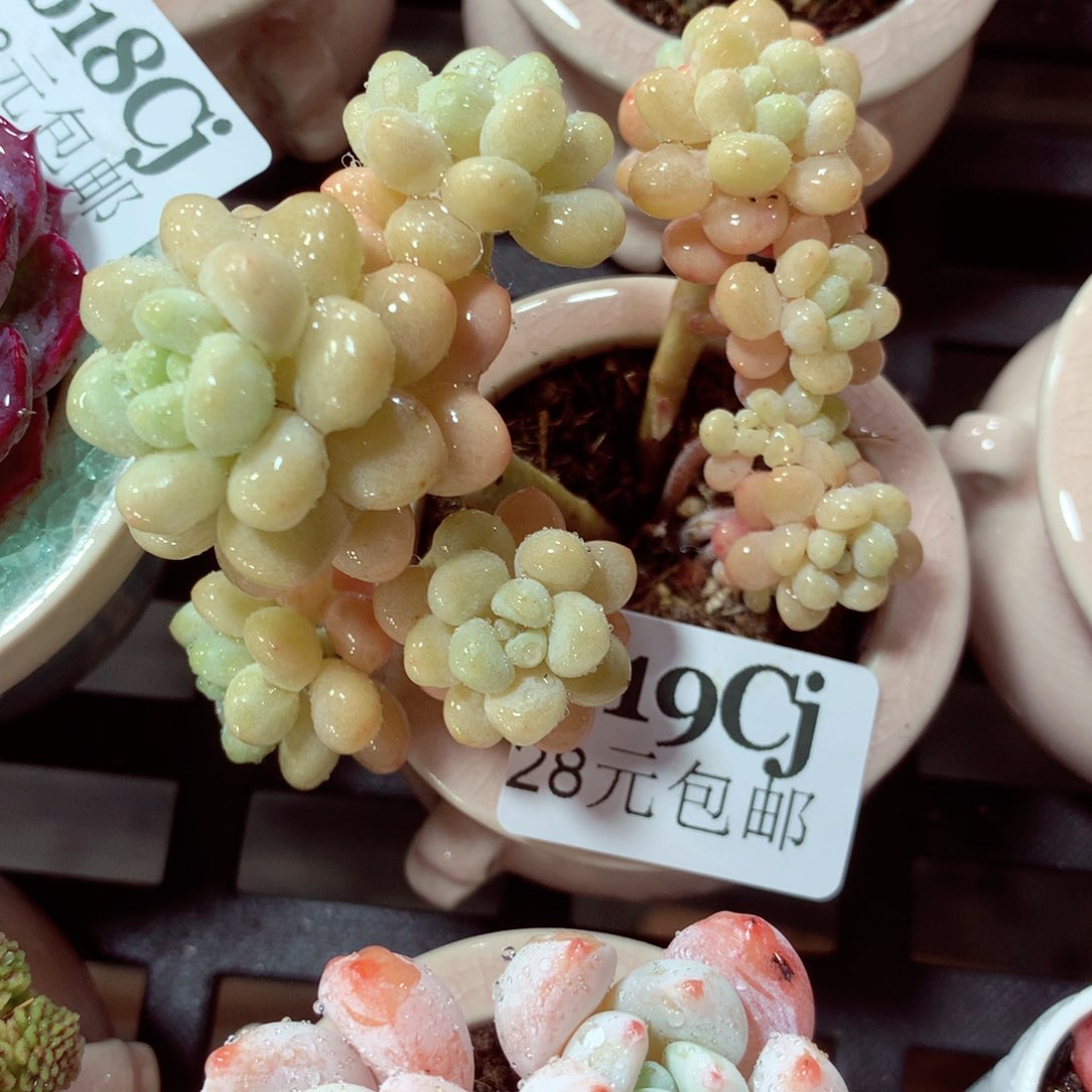 5厘米盆精控多肉619