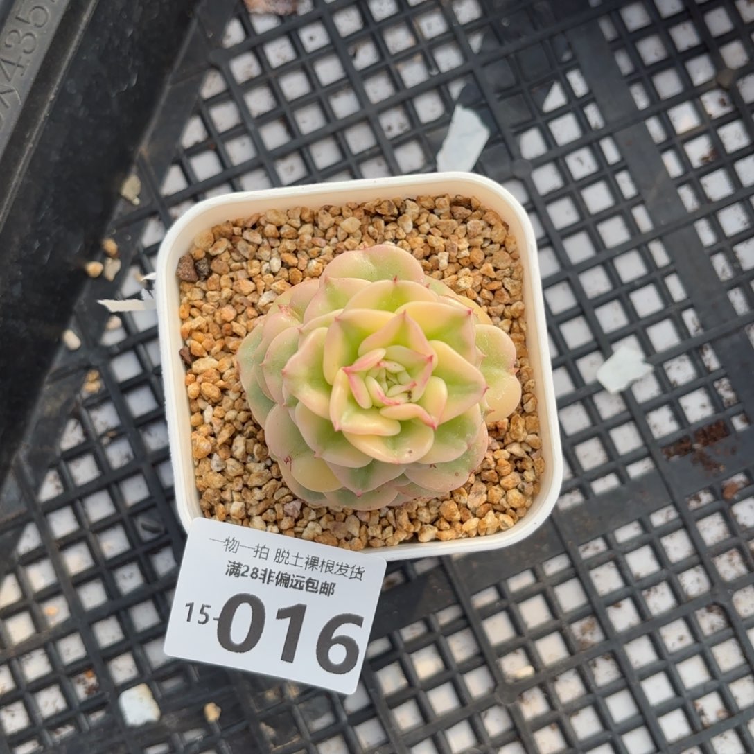 腊牡丹锦多肉多肉