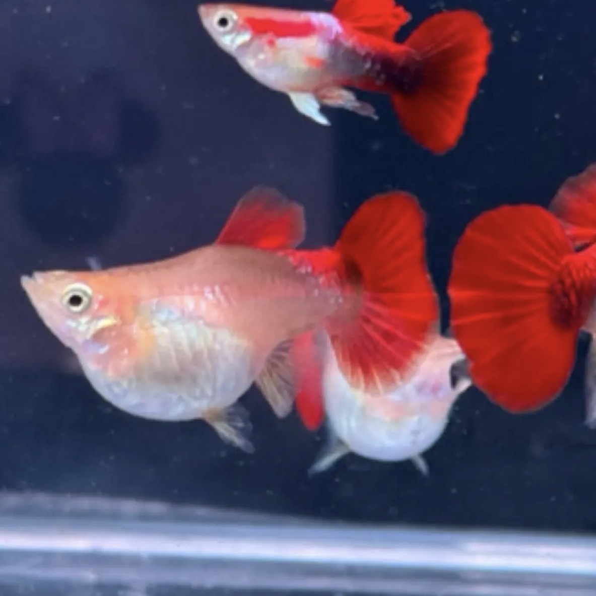 孔雀鱼大号黄爆球热带观赏鱼耐活好养小型淡水鱼