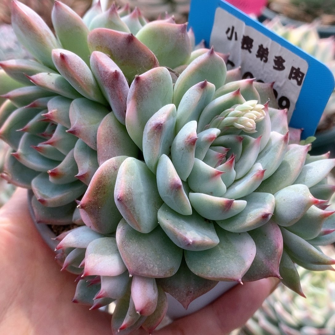 329锦锦锦锦锦锦锦