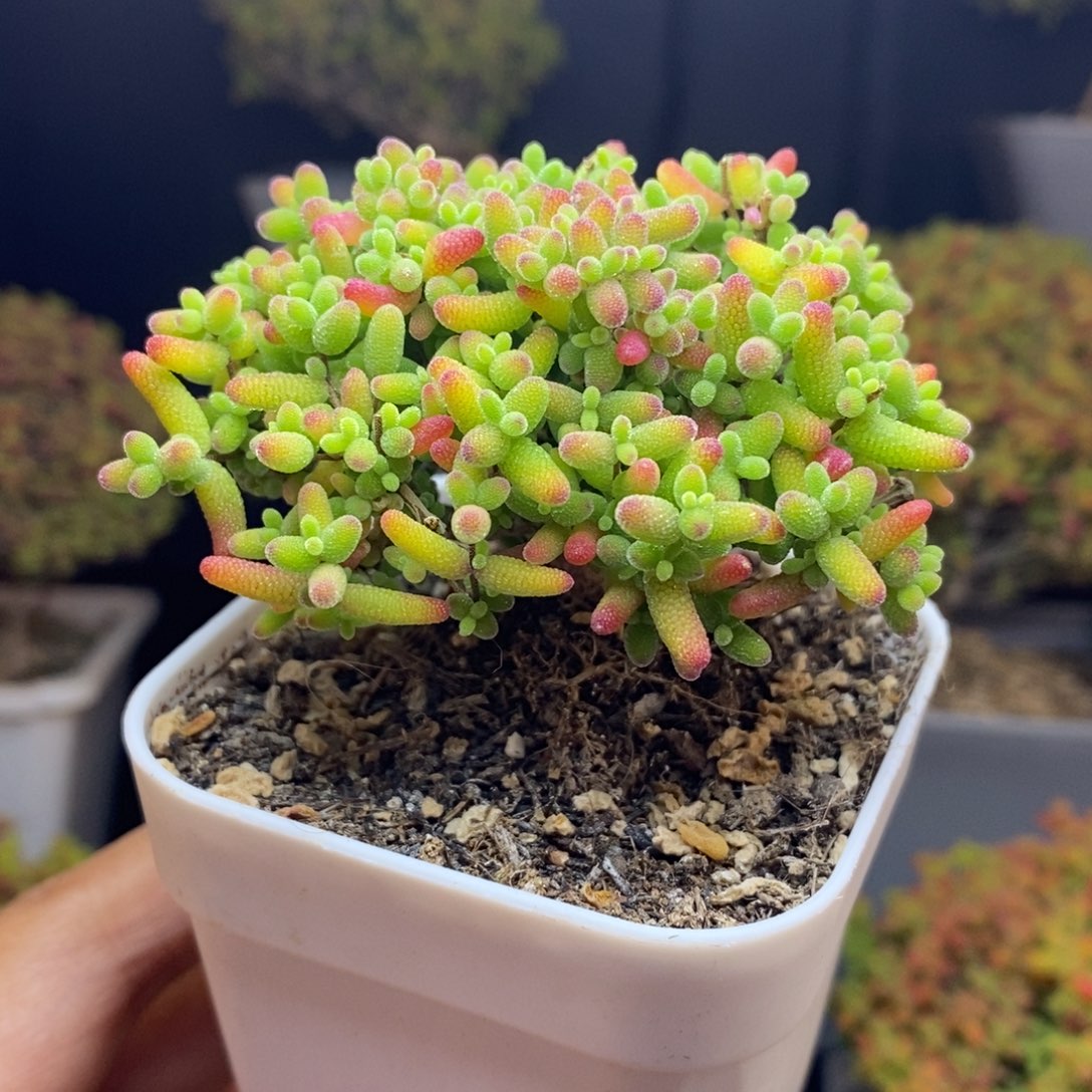 无花朵24号蜜橘糖球枝干