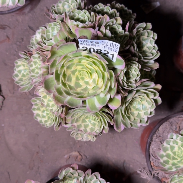 20821海鲜多肉植物