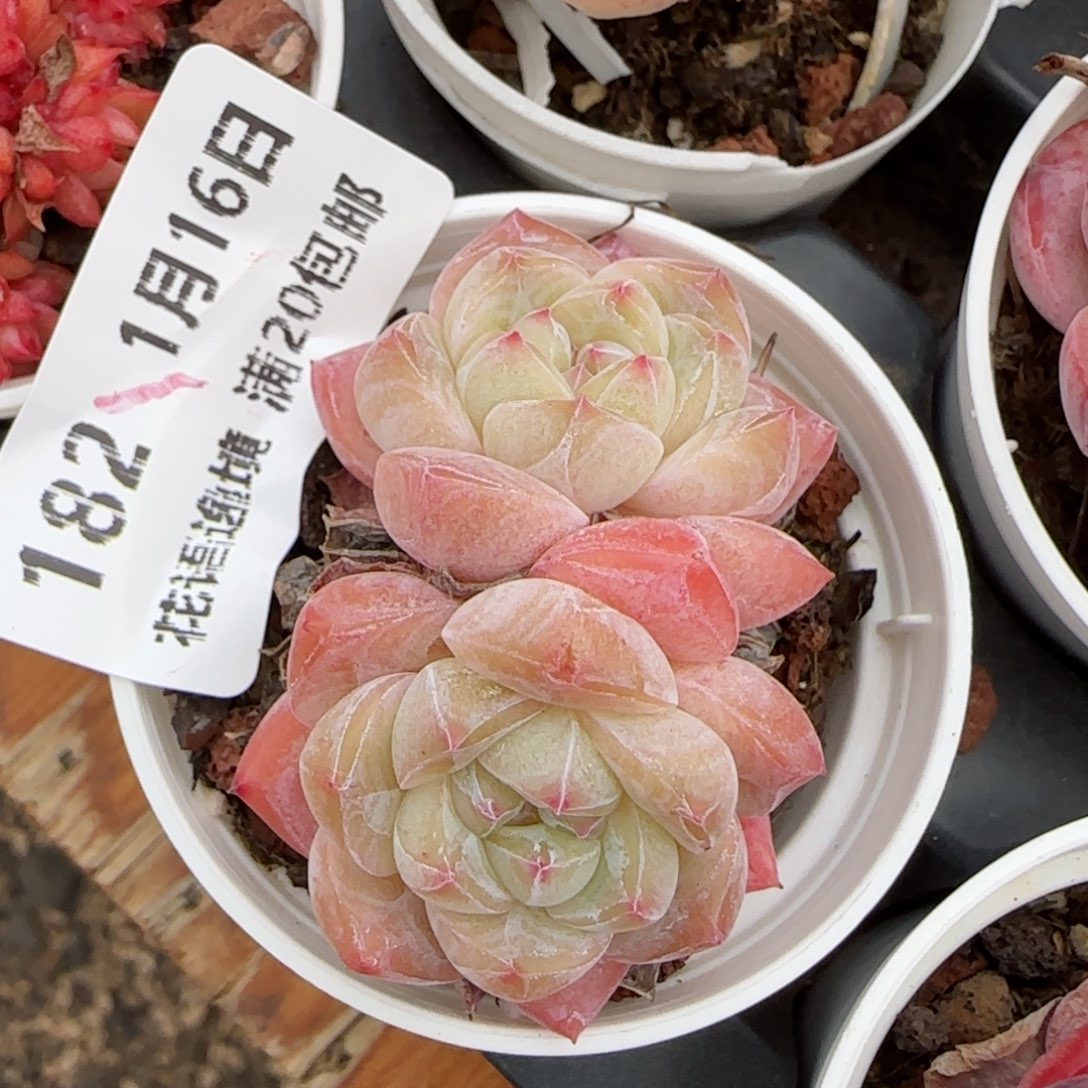 花语逸镜0116-182白挑汽水