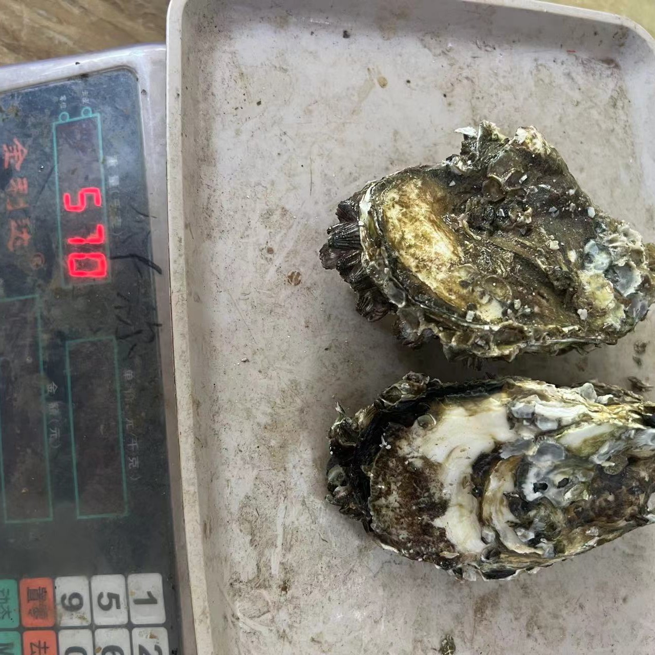 正宗台山白蚝中大生蚝20粒400-450千克
