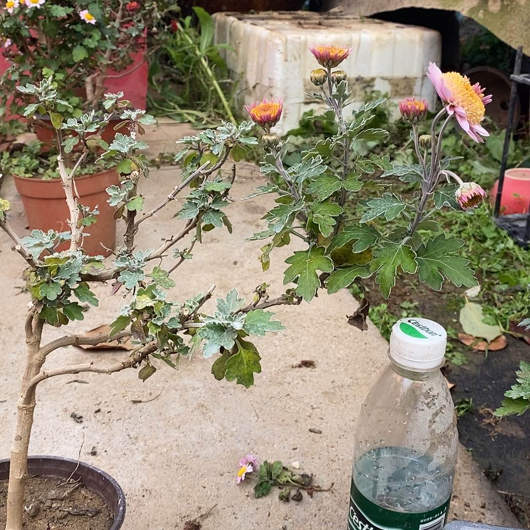花***夏完全开放盆景菊花