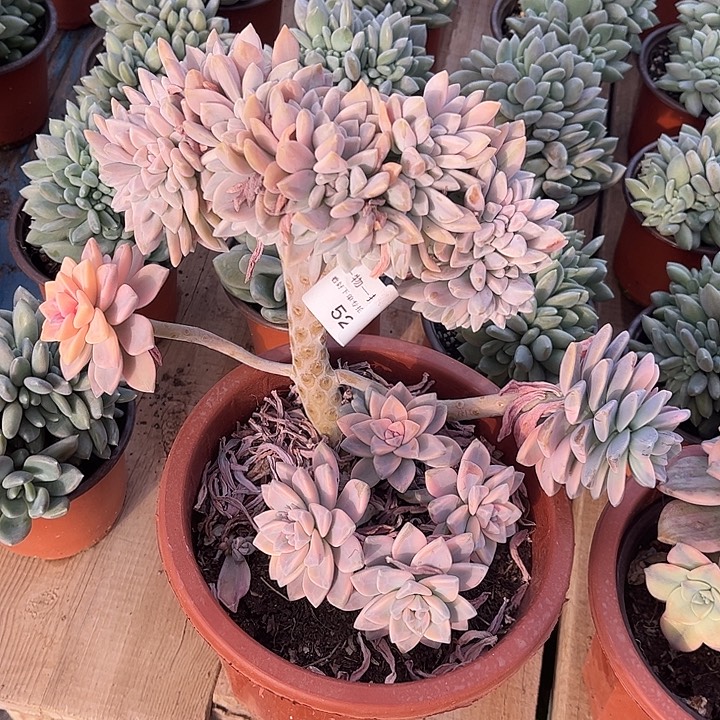 淡雪锦缀，一物一拍