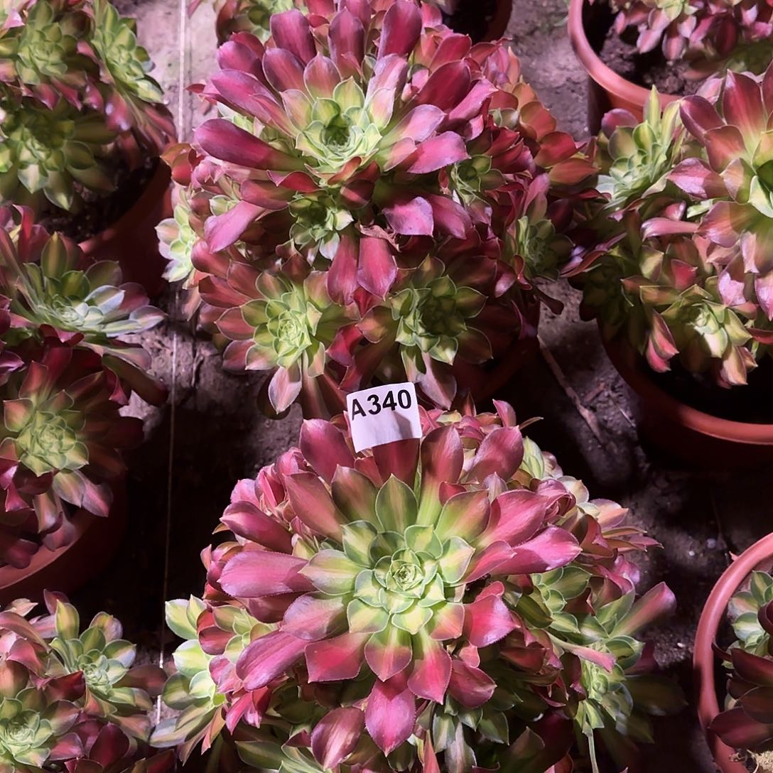 多肉植物韶华340