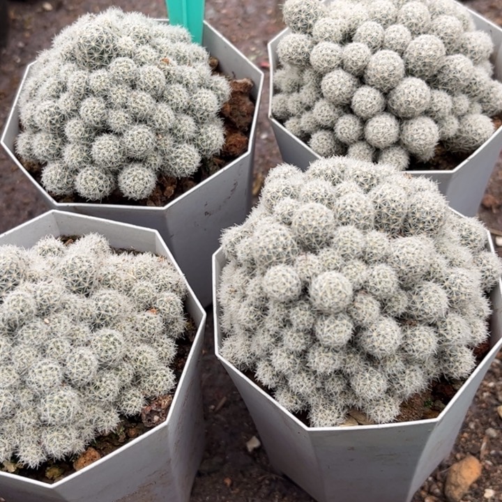 群生孤雁好活好养