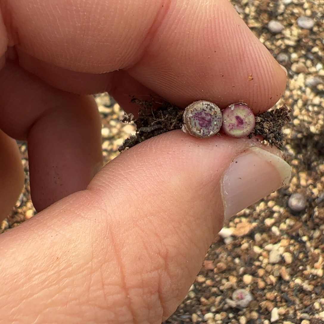 21+12量拍TS427小红嘴一颗