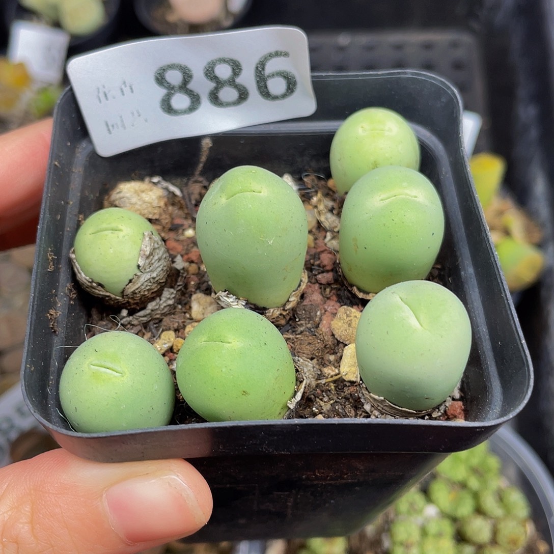 886000000000花花怀胎出花花花