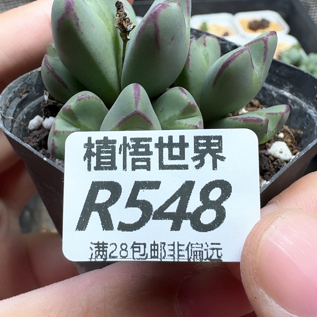 多肉植物多肉植物
