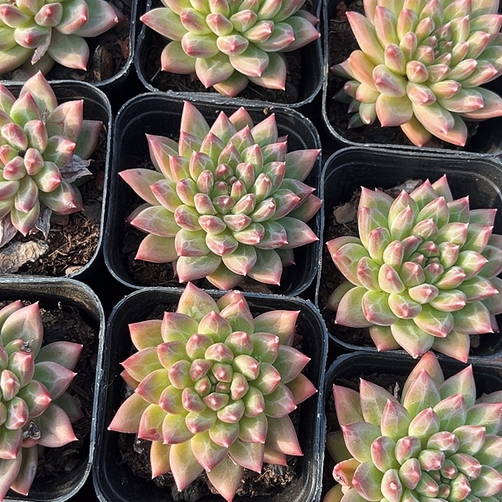    单头     甲骨文 