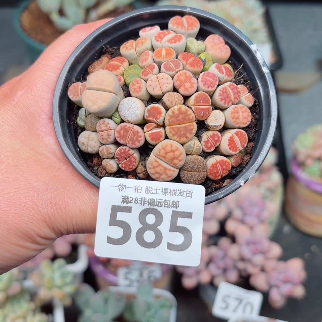 生石花带土球发货