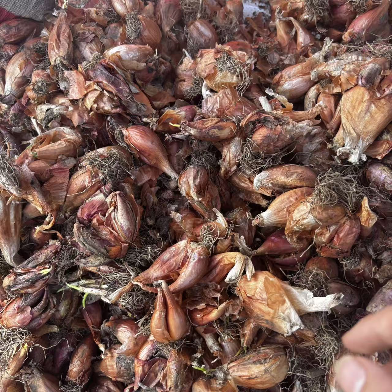 【精选土特产】红葱头云南高山优质农产品
