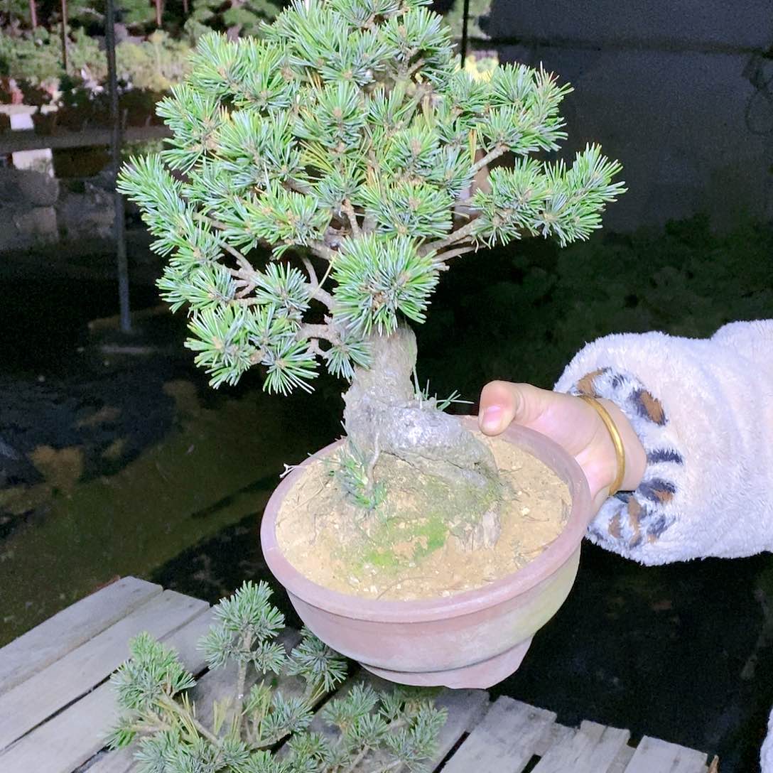 【闪购商品】无花朵鹊*、