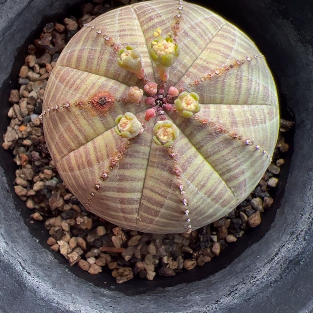 豆***吖布纹球 多肉植物多肉植物