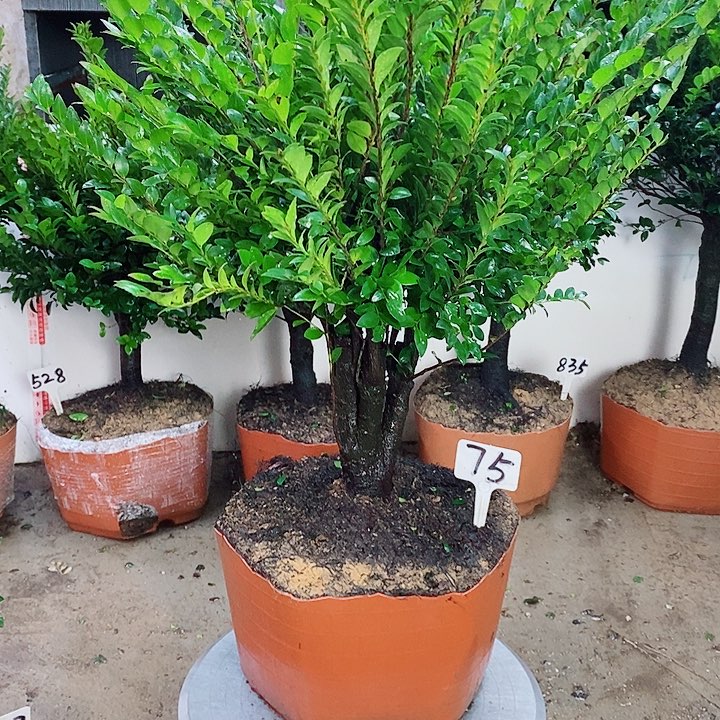 当前无花栽培后可以开花