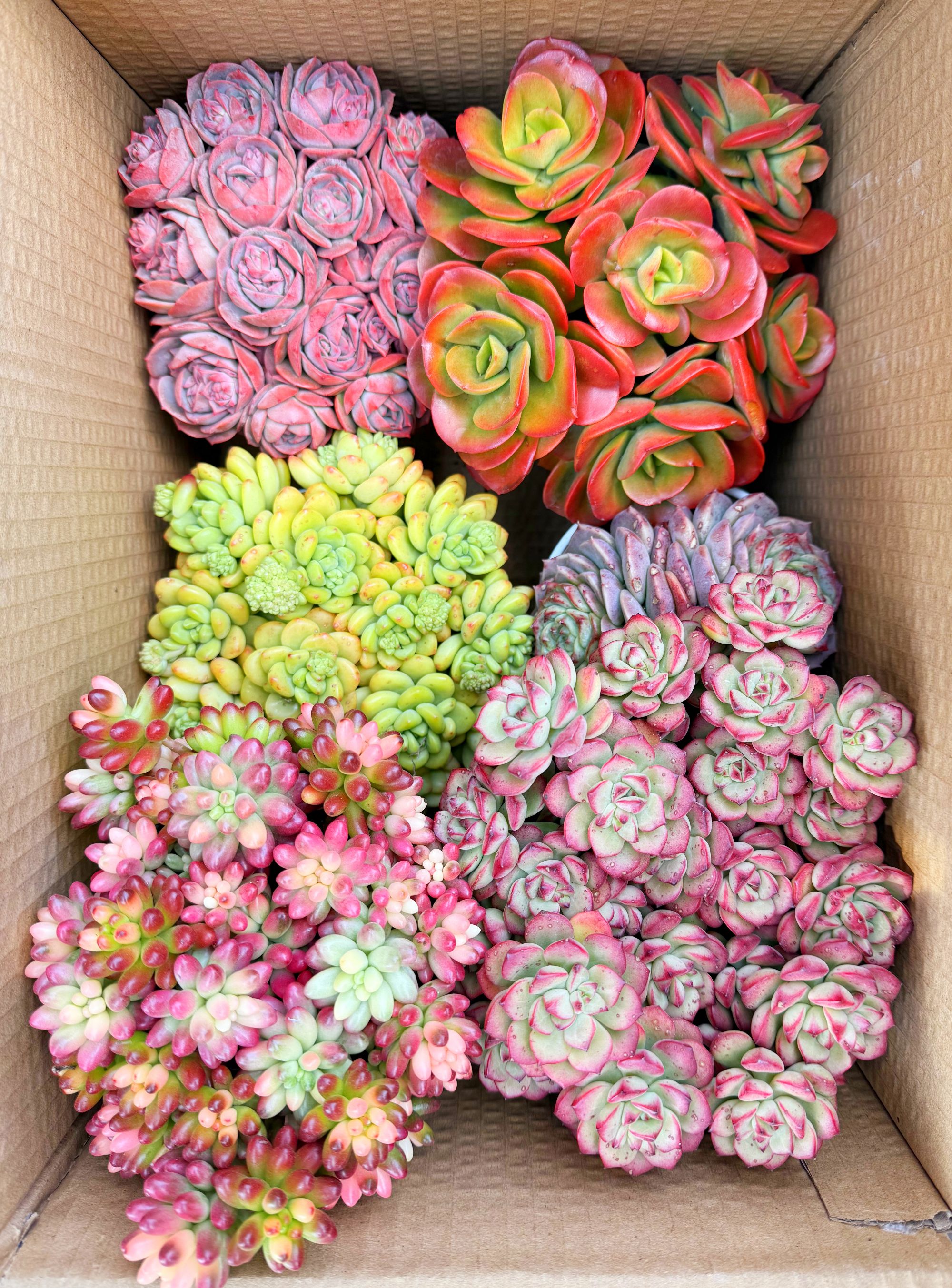 MS满满一大箱，全部挑好的发，4个带盆土，2个脱土，云南基地发。