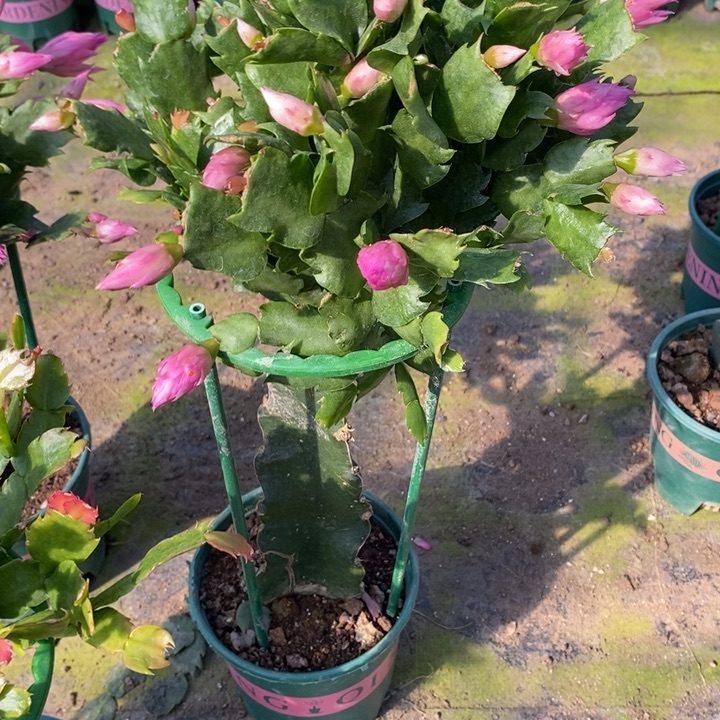 @***九完全开放073重瓣花