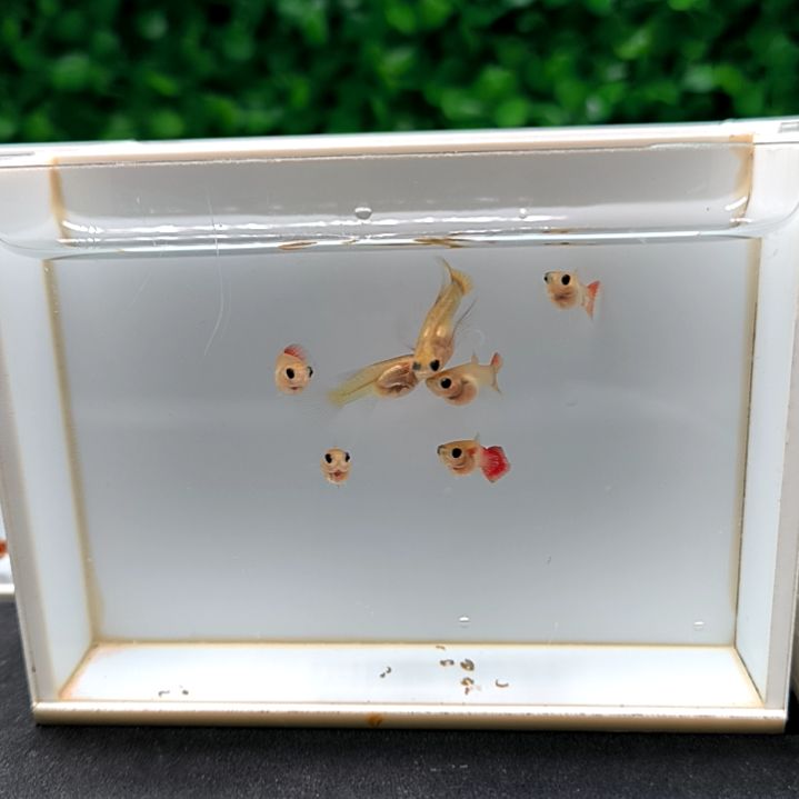 孔雀鱼红礼服玻璃猫苗子8条。