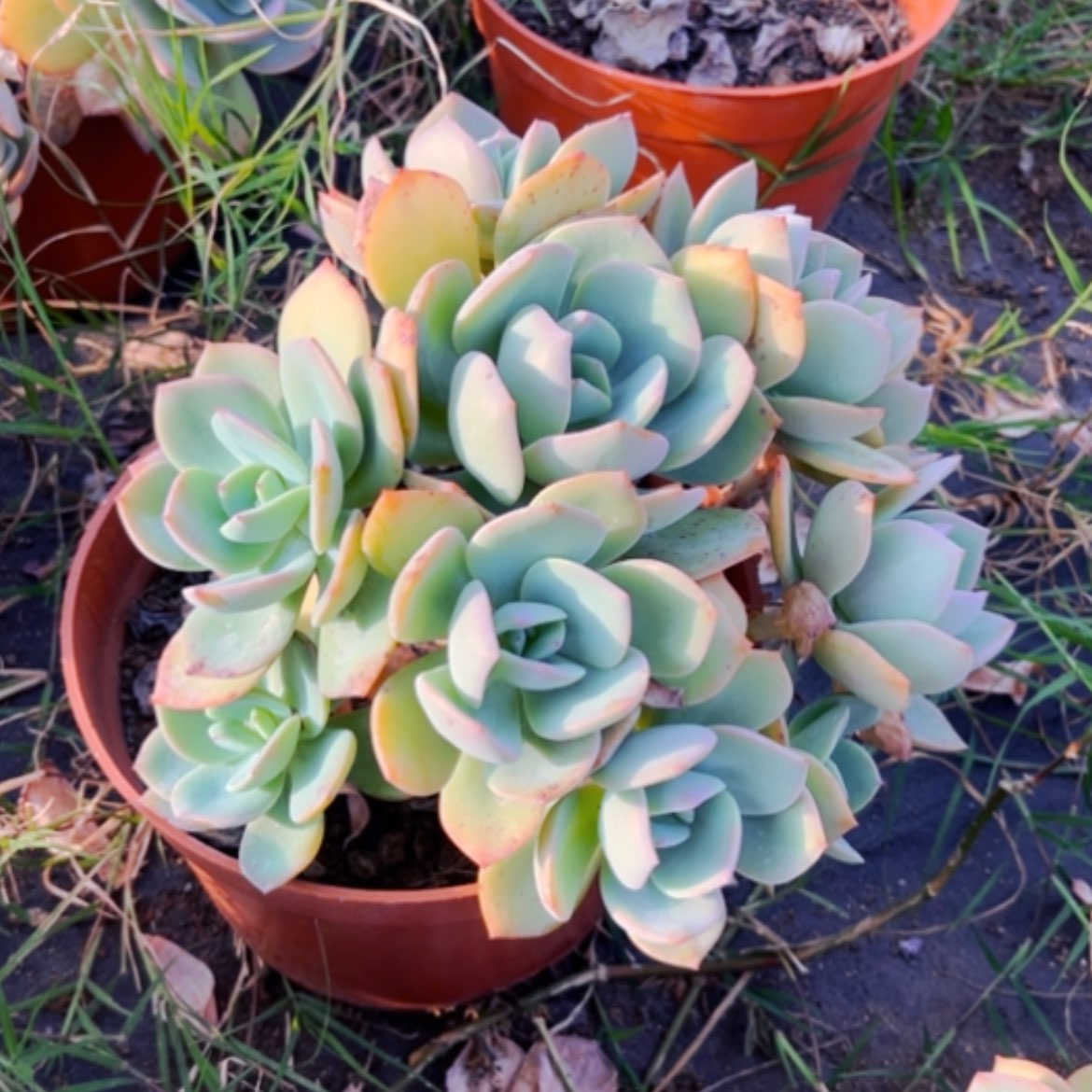 【闪购商品】向*白凤