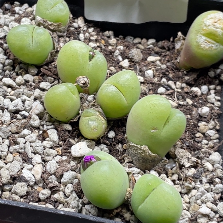 完全开放309毛翠滴带盆