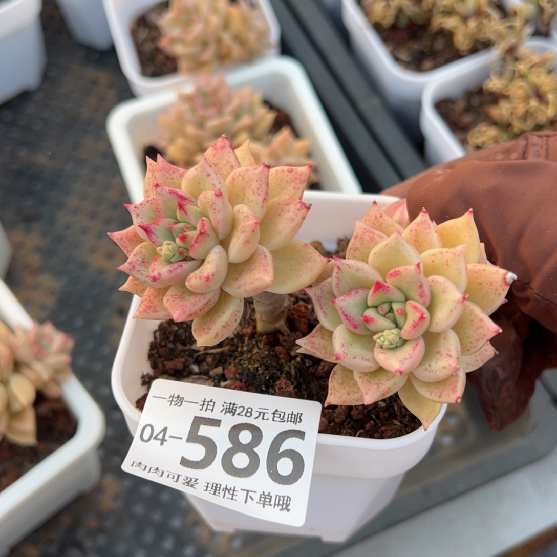 黄金璀璨多肉多肉多肉多肉