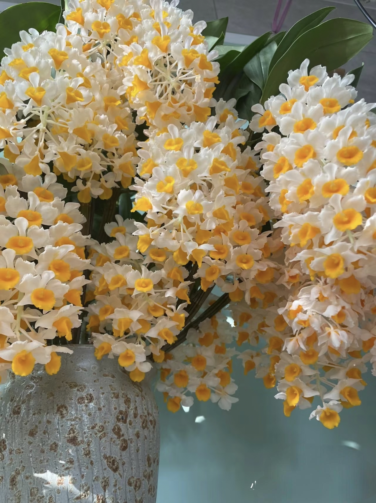 球花石斛苗绿植物淡香花卉阳台办公室内盆栽寄生吊兰带根好养