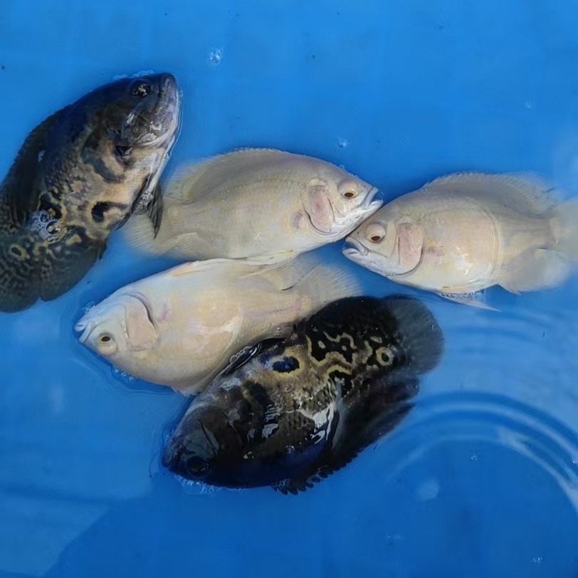 地图鱼热带观赏鱼自定义链接