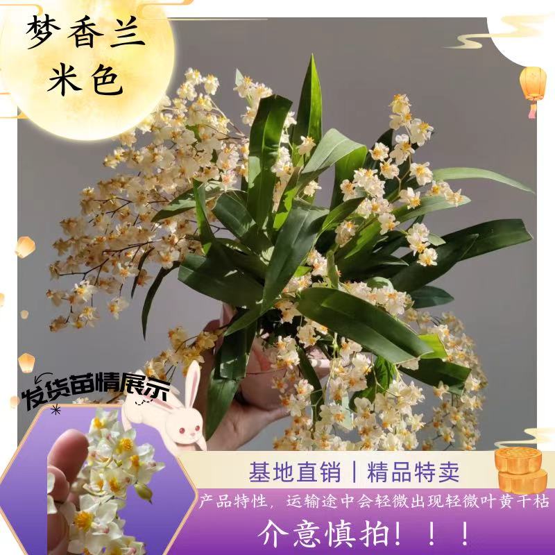 【罗曼香 梦香兰】带花剑花苞 20枝剑以上 精品好货 老桩 基地直发