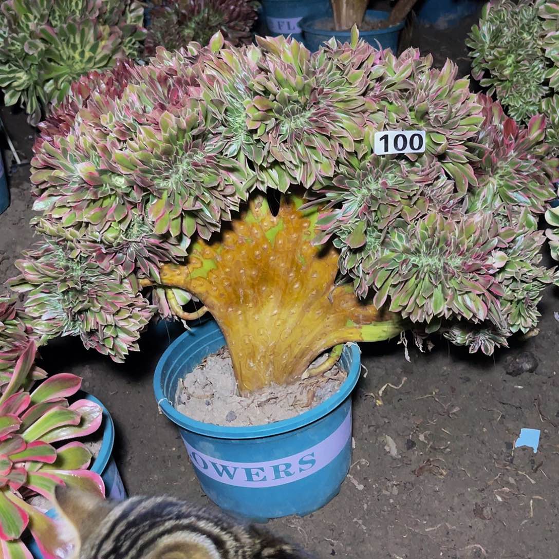 法师法师15//47包邮法师