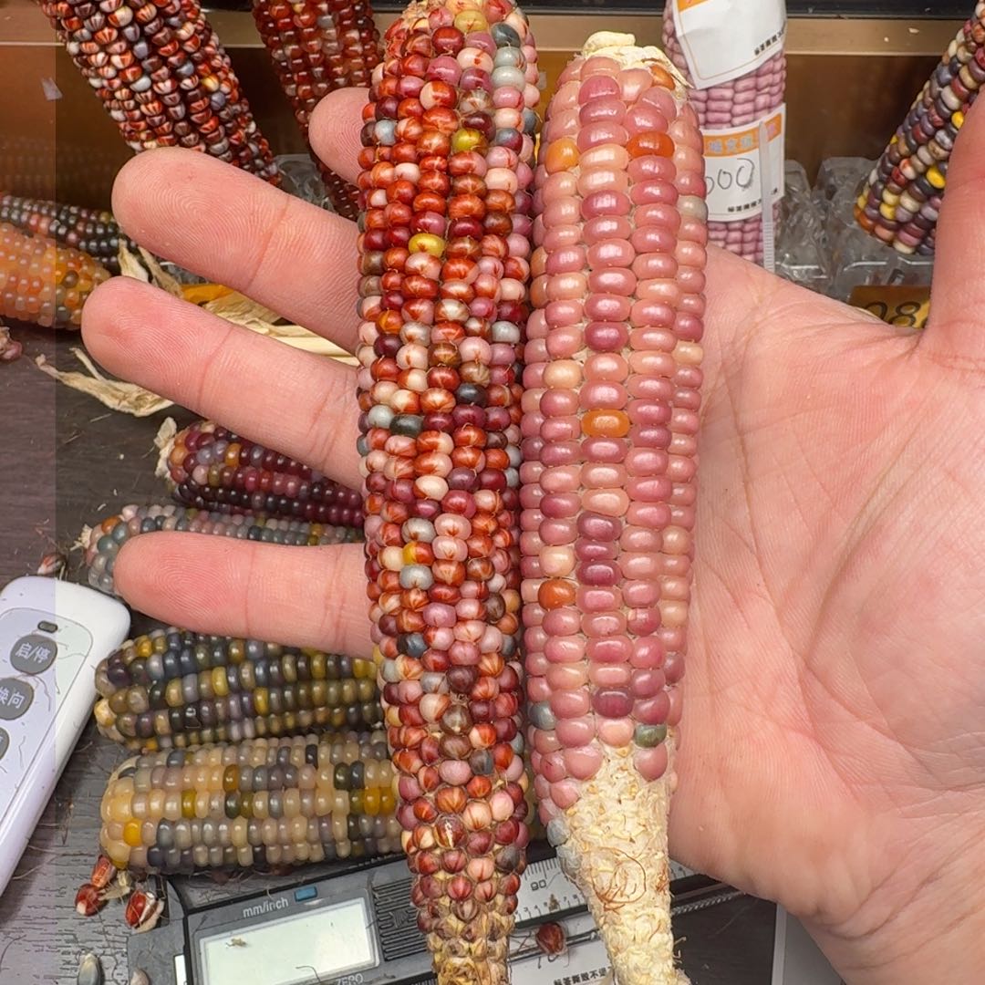 柏香籽/百香籽吊坠粉****主