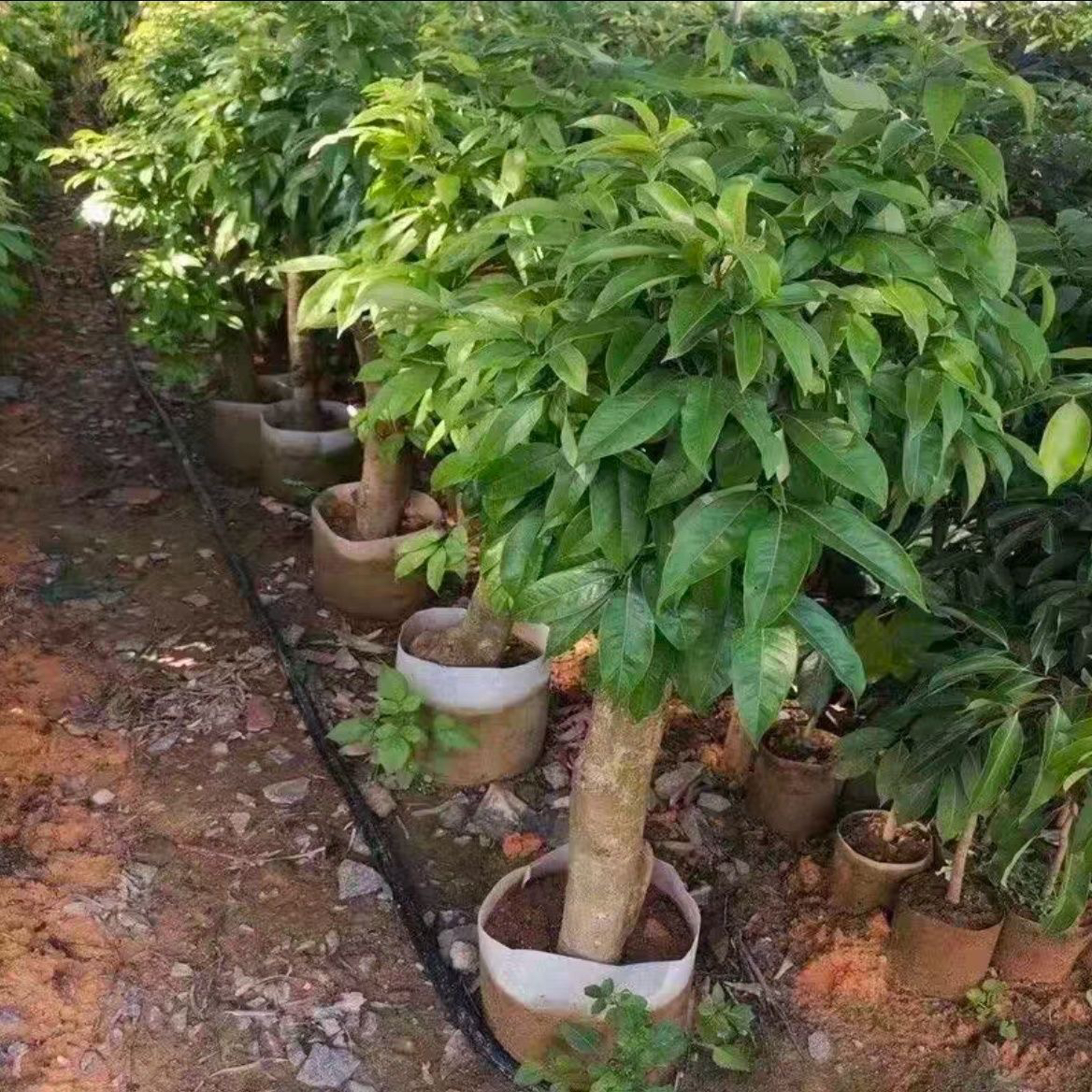 荔枝高压圈大苗优质仙进俸冰荔无核荔枝矮化树苗带土带叶当年结果