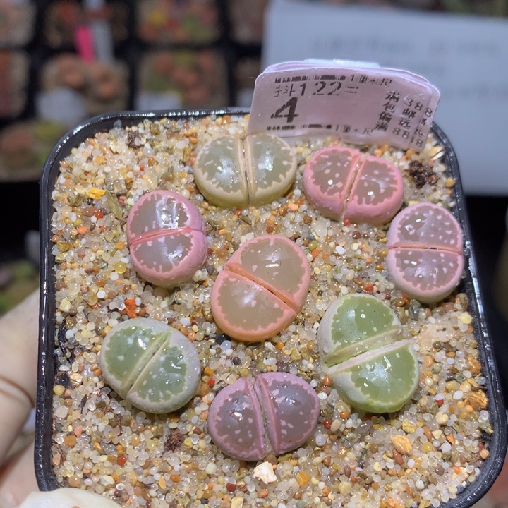 精品生石花122.4