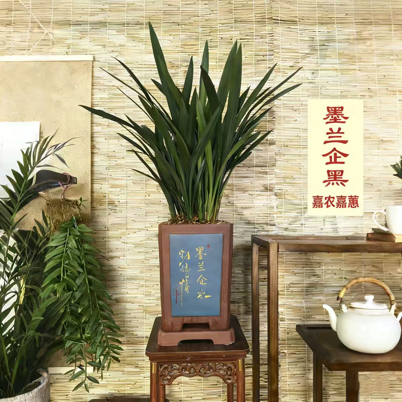 高端紫砂盆款-企黑18-30苗 京东或德邦物流配送小区 [霸气超群  ]