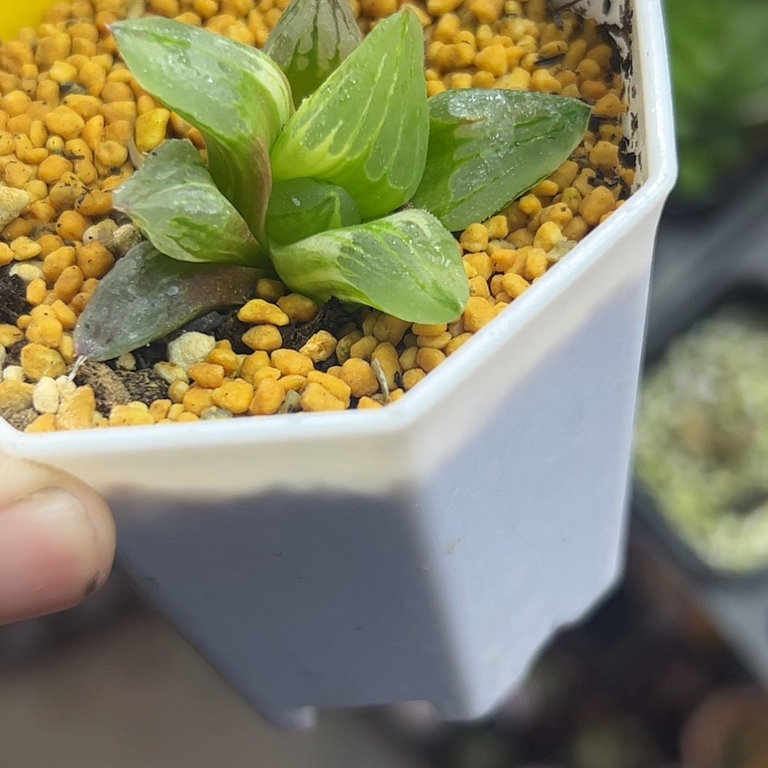 冰城锦十二卷多肉植物