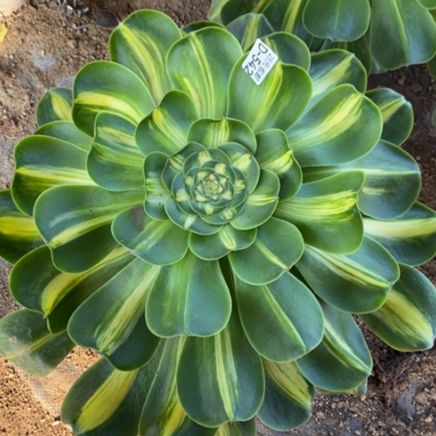 542暴君满25包邮多肉