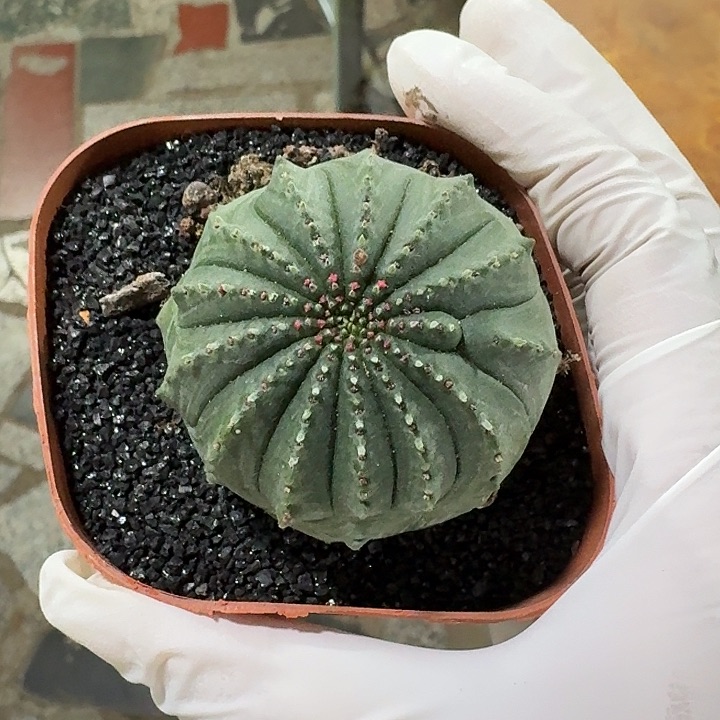 泰布仙人球仙人球