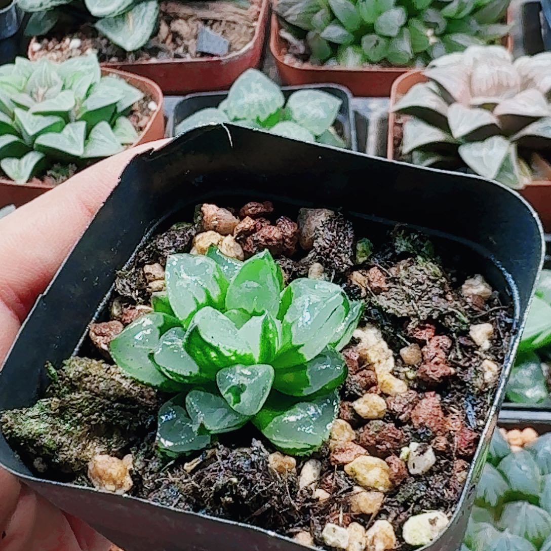 无花朵十二卷 圣诞蜡烛 福利