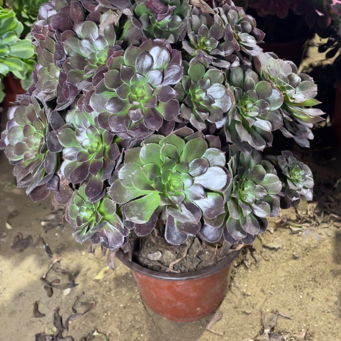 068鸡蛋多肉法师断枝不包