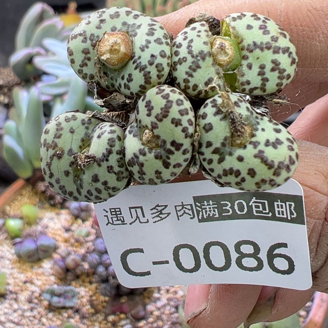 多肉植物的e 11111111111111111