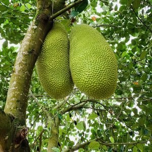 【现剥】黄金菠萝蜜肉(A级)230-250g/份(黄肉菠萝蜜)