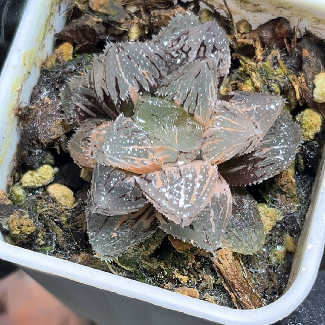 恭喜发财大吉大利621