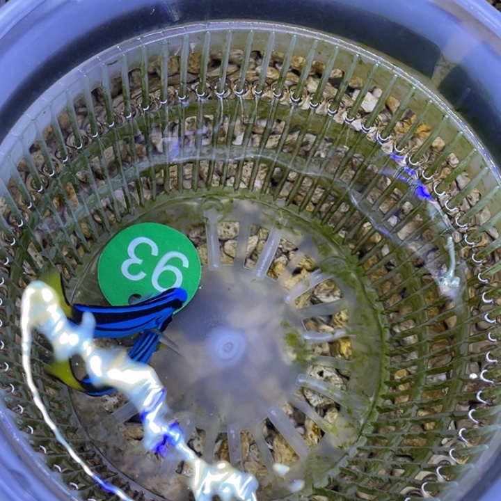 海水鱼蓝调一条顺丰