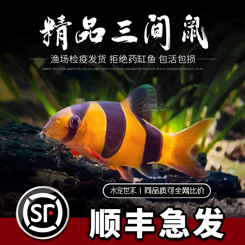 三间鼠鱼蓝皮鼠鱼大型鼠鱼活体工具鱼垃圾鱼清洁鱼热带观赏鱼